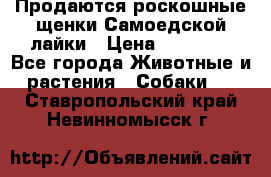Продаются роскошные щенки Самоедской лайки › Цена ­ 40 000 - Все города Животные и растения » Собаки   . Ставропольский край,Невинномысск г.